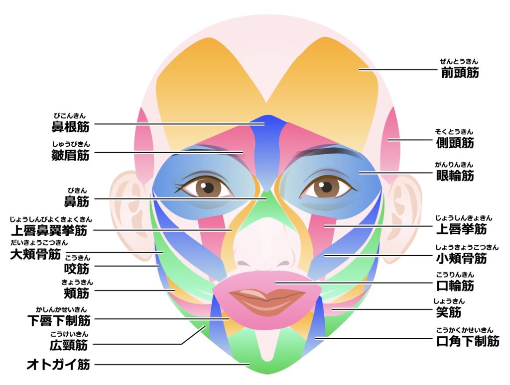 顔の筋肉図